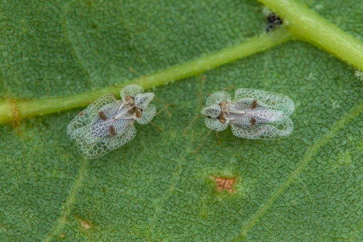 Nová záhrada - sietnička platanová